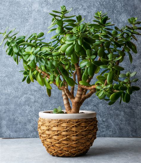 Money Plant (Jade Plant or Jade Tree): Care, Types, .